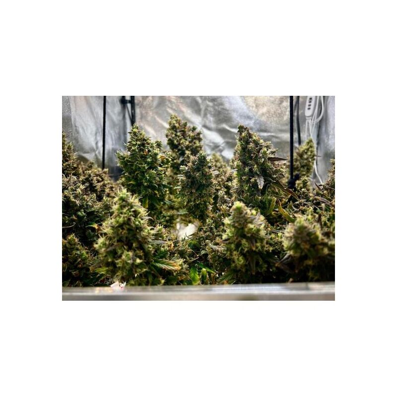 Humboldt Sour Diesel Auto, Фасовка: 3, изображение 4